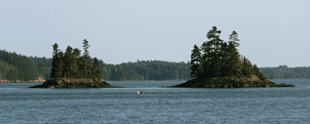 Cobscook Bay State Park